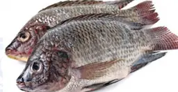Live tilapia